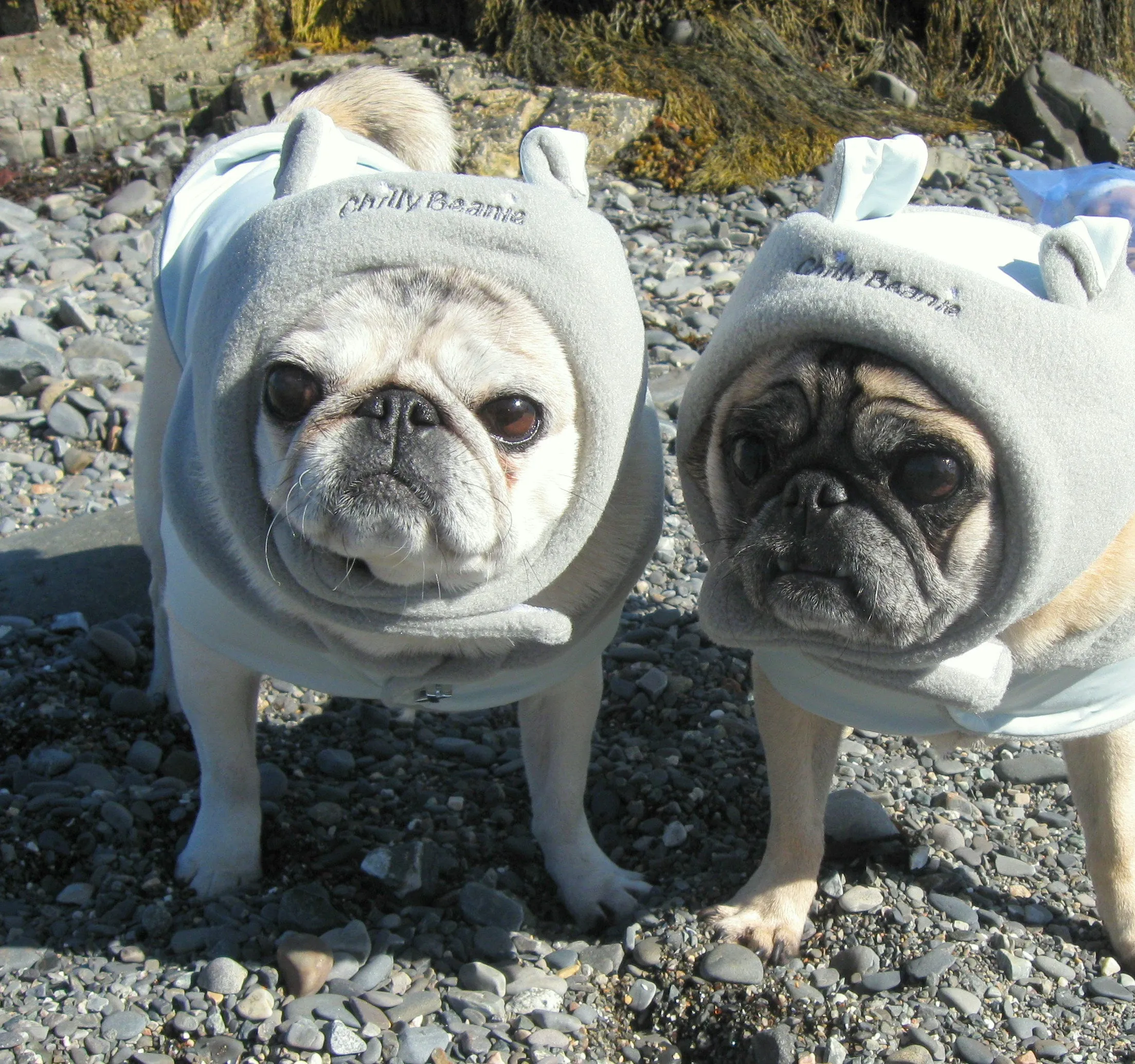 Chilly Beanie Hats: X-treme Blue/Red/ Silver Gray/Pink